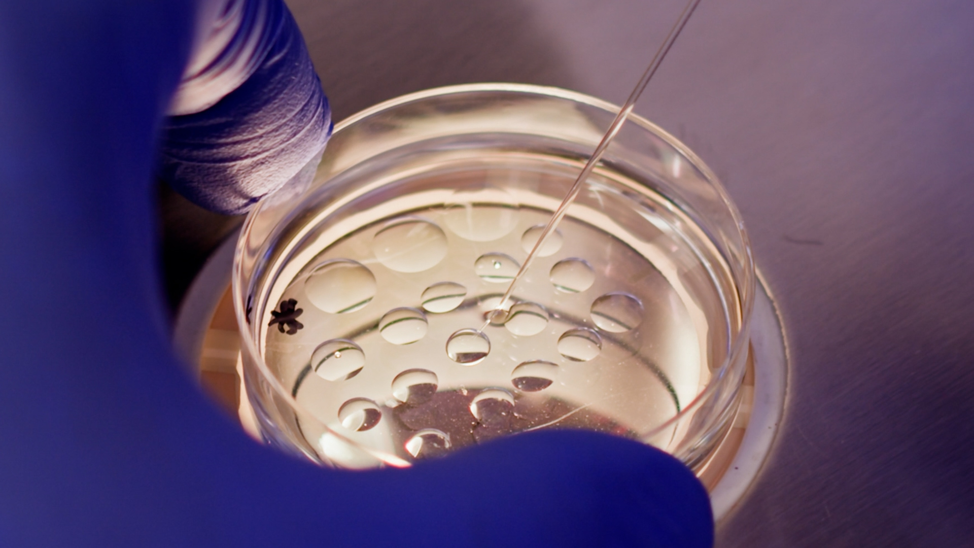 Geene Rees Cell & Gene Therapy Logistics | Rees Scientific